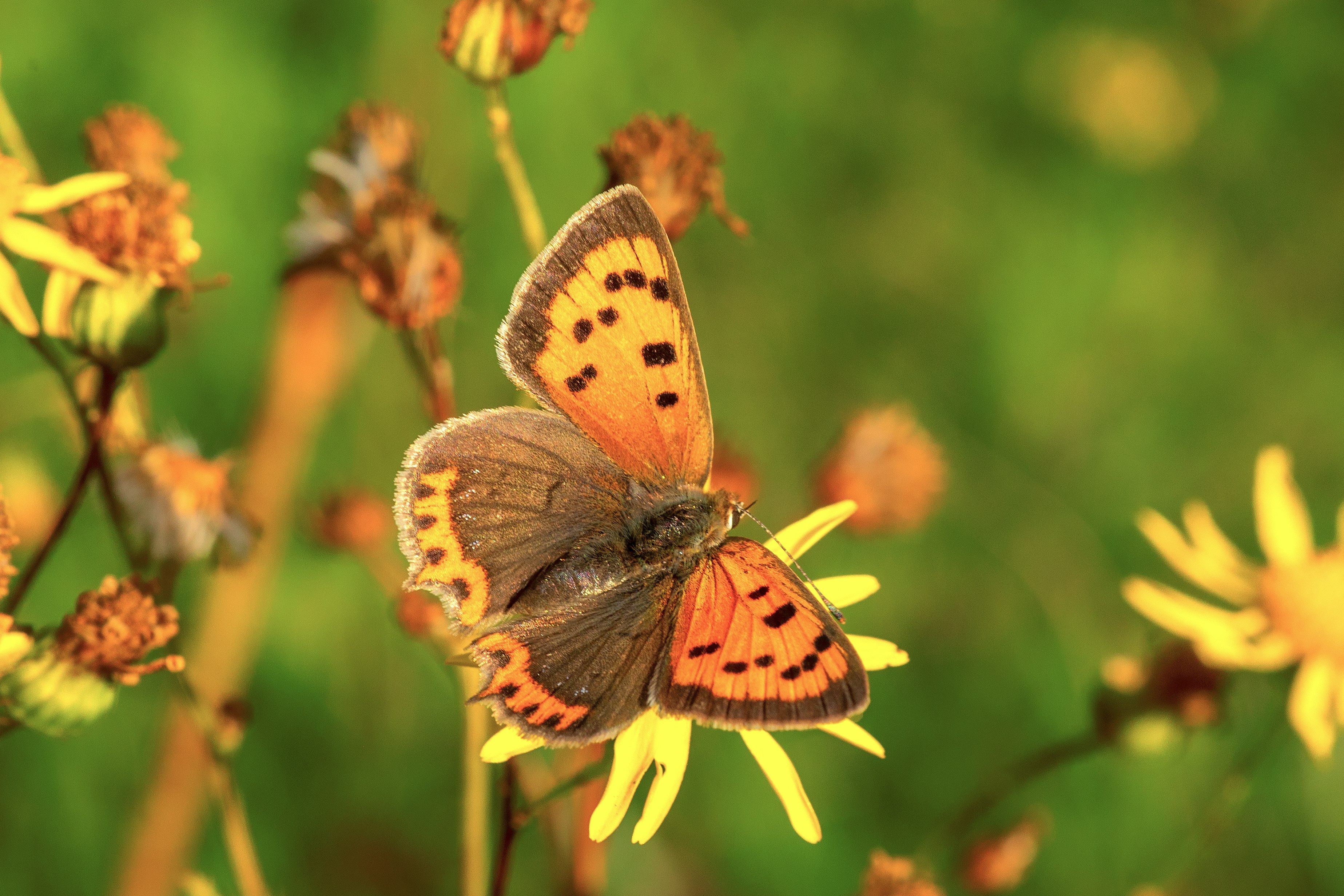 brown and black butterfly perched on yellow flower